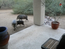 PICTURES/Javalina/t_Walking Around Patio2.JPG